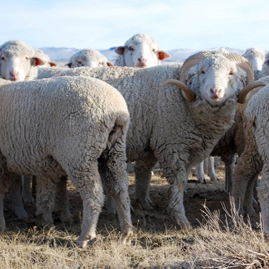 The History of Wool in America: Why September Is National Wool Month